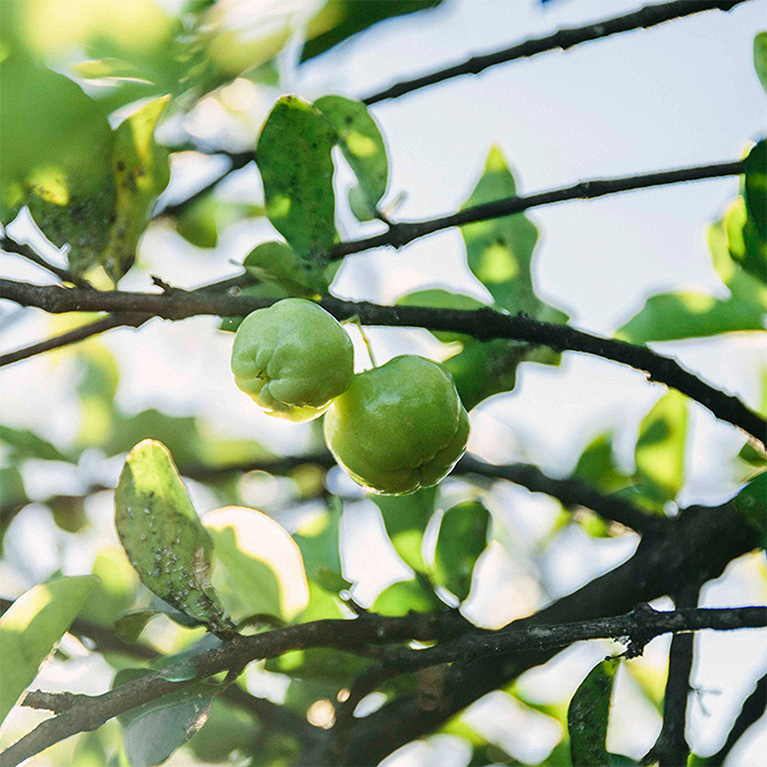 Fazenda Amway Nutrilite do Brasil
