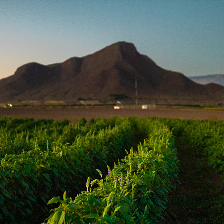 Nutrilite Rancho El Petacal